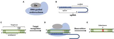 Molecular and Computational Strategies to Increase the Efficiency of CRISPR-Based Techniques